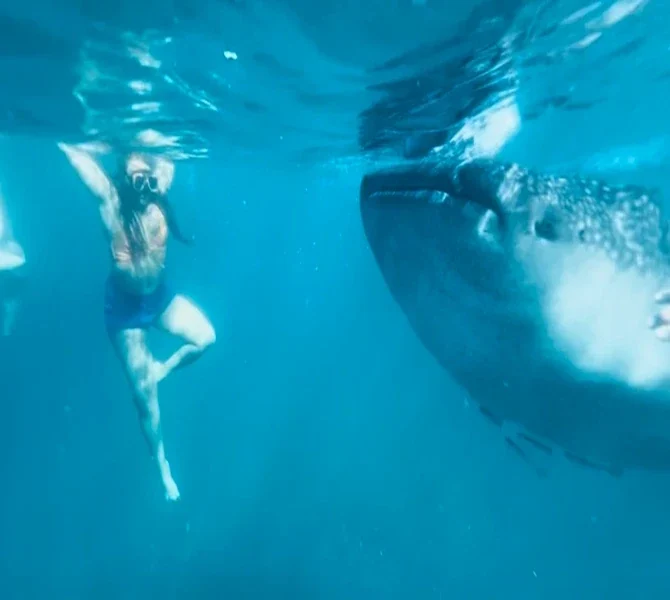 Lisa swimming above a whale shark